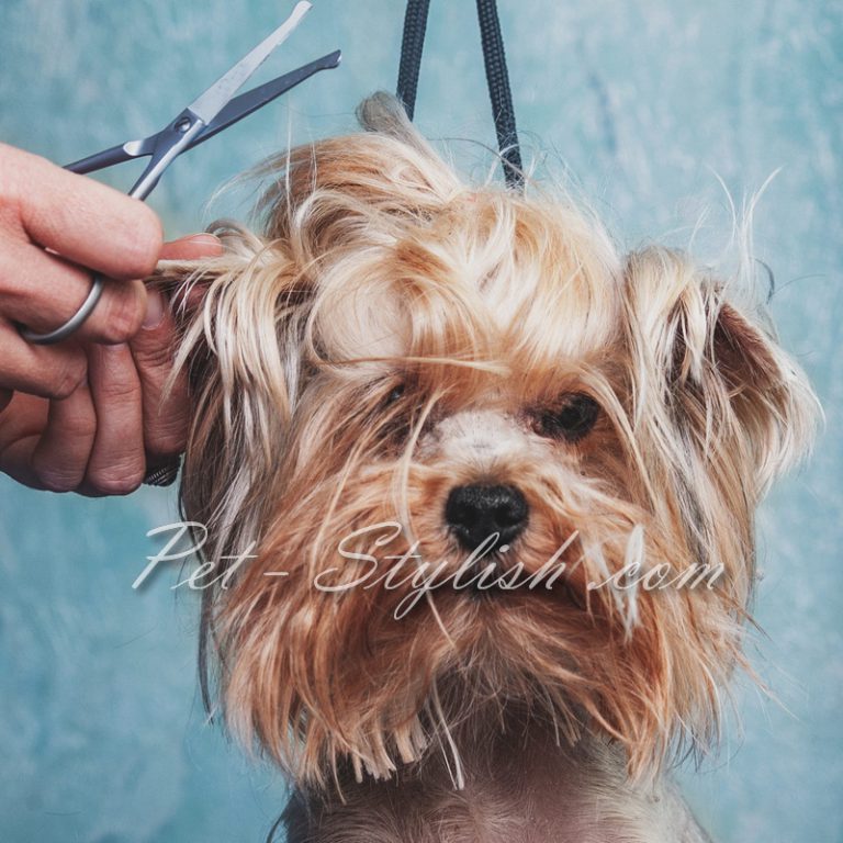 کوتاهی موی حیوانات