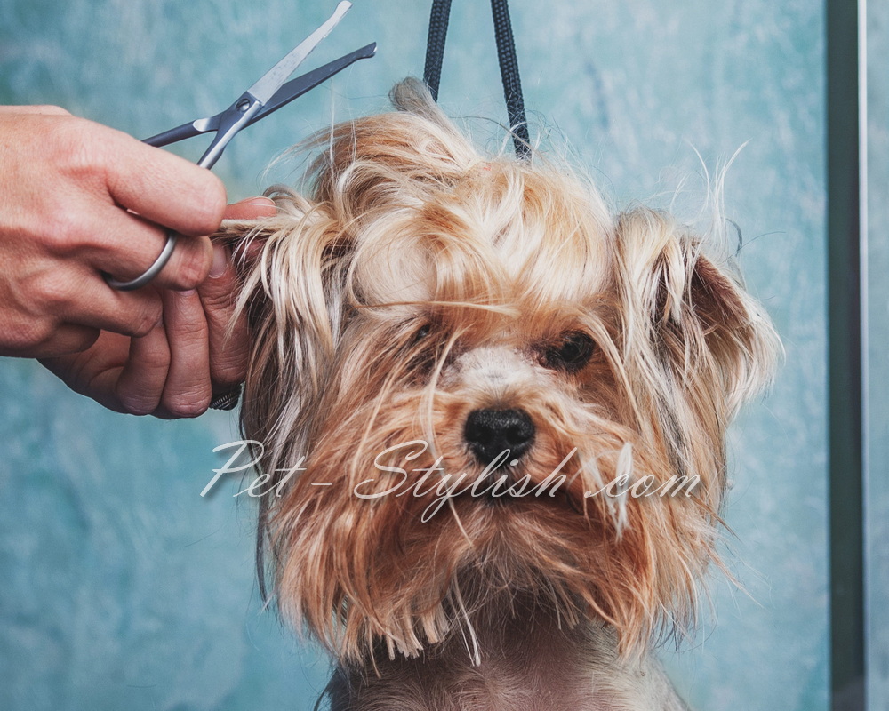 کوتاهی موی حیوانات