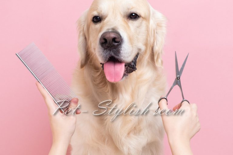 کوتاهی موی سگ های نژاد بزرگ