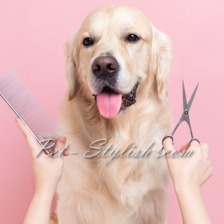 کوتاهی موی سگ های نژاد بزرگ