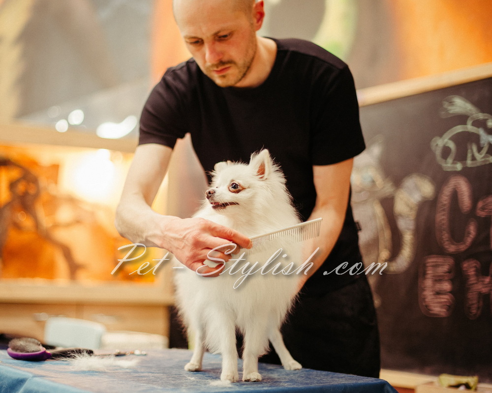 گرومر و پت استایلیست