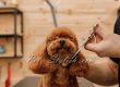 گرومینگ و آرایش پودل