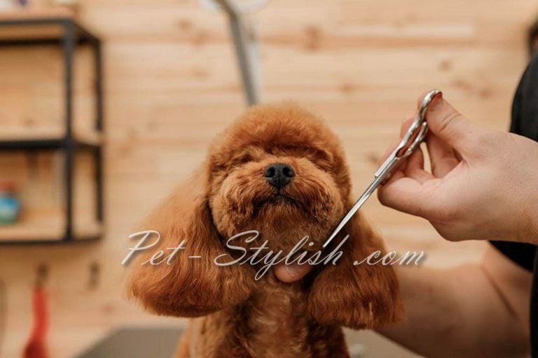 گرومینگ و آرایش پودل