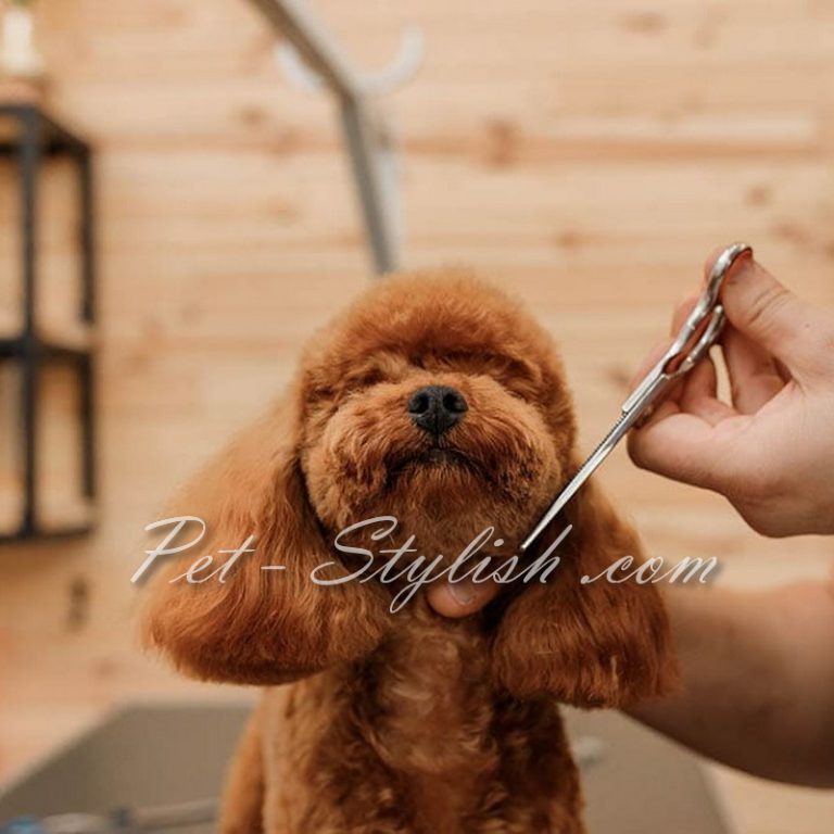 گرومینگ و آرایش پودل