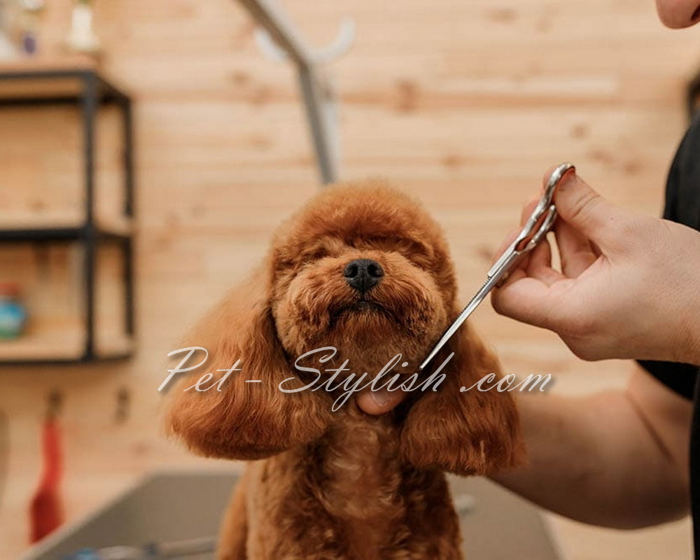گرومینگ و آرایش پودل