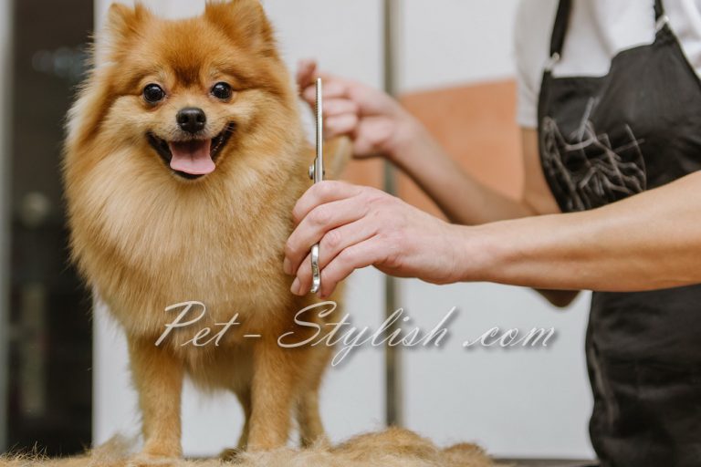 آرایش سگ اشپیتز