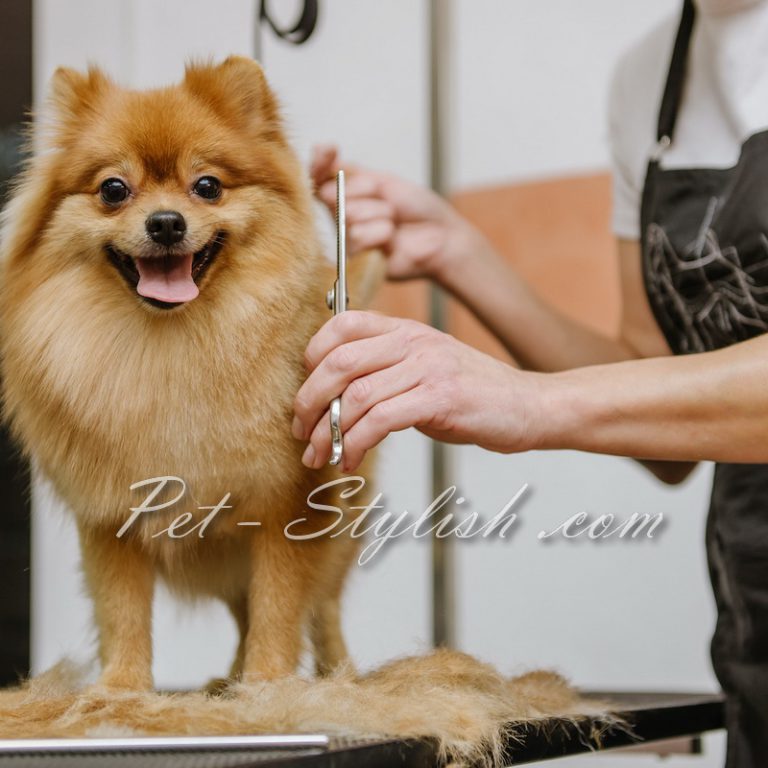 آرایش سگ اشپیتز