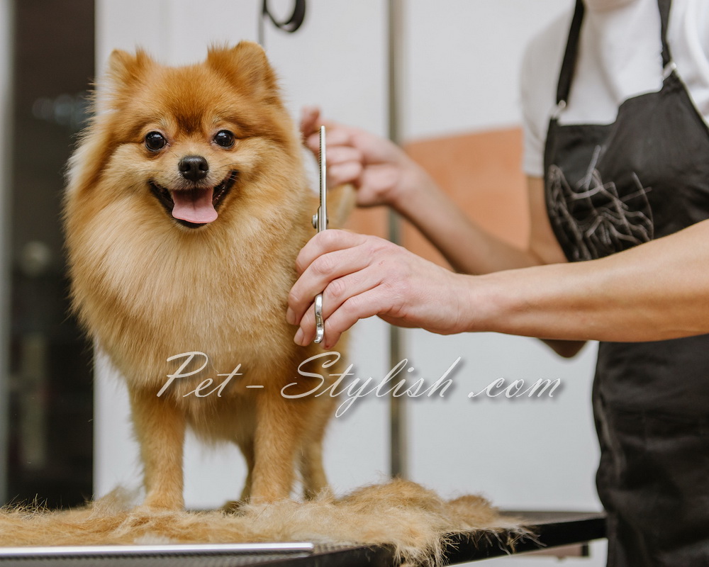 آرایش سگ اشپیتز