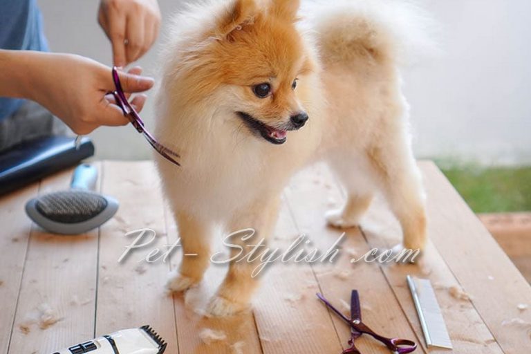 آرایشگاه حیوانات خانگی غرب تهران