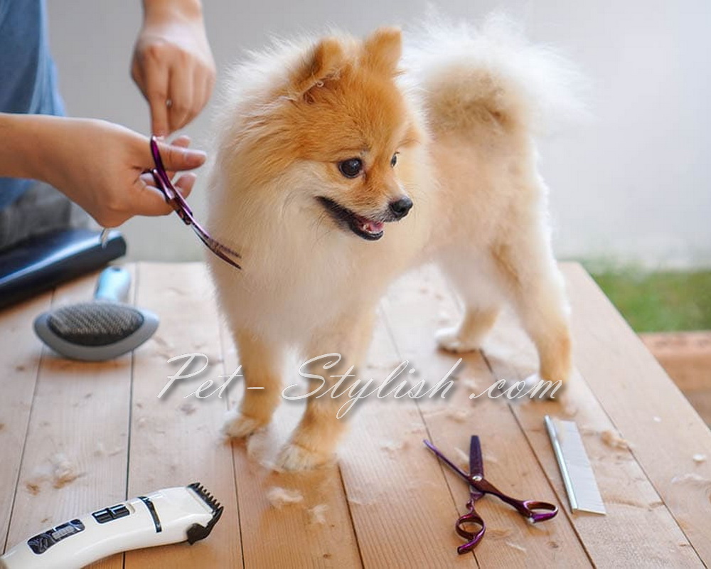 آرایشگاه حیوانات خانگی غرب تهران