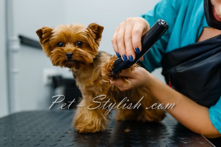 آموزش آرایشگری حیوانات خانگی