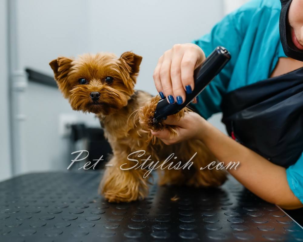 آموزش آرایشگری حیوانات خانگی