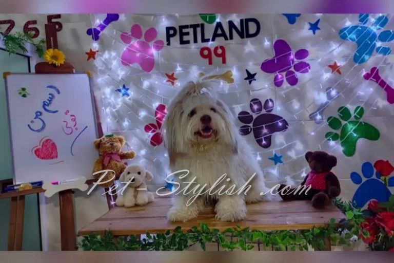 آرایش ویژه سگ