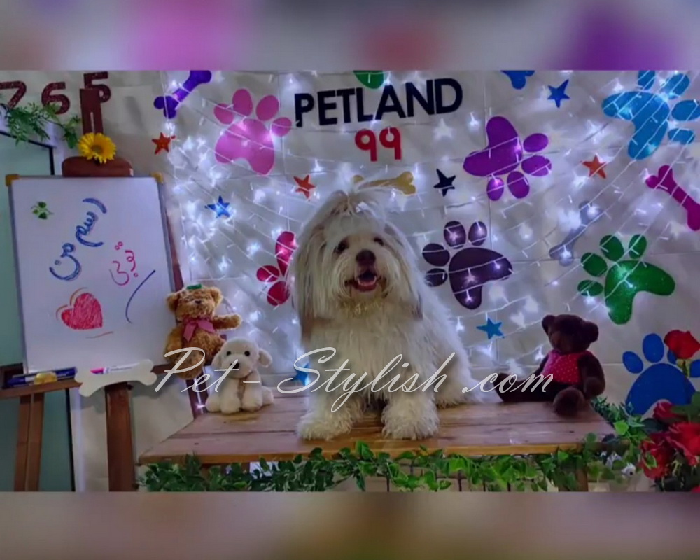 آرایش ویژه سگ