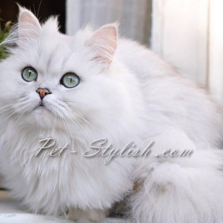 آرایش حیوانات خانگی منطقه 1 تهران