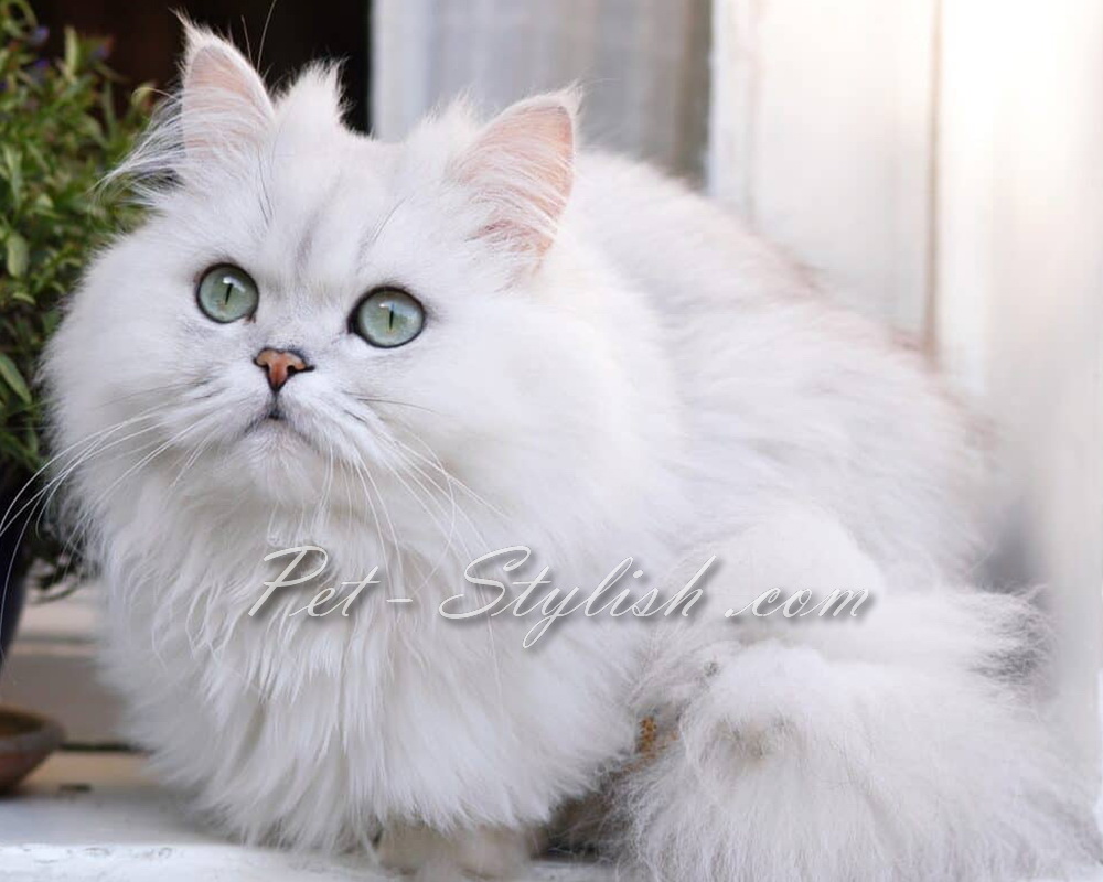 آرایش حیوانات خانگی منطقه 1 تهران