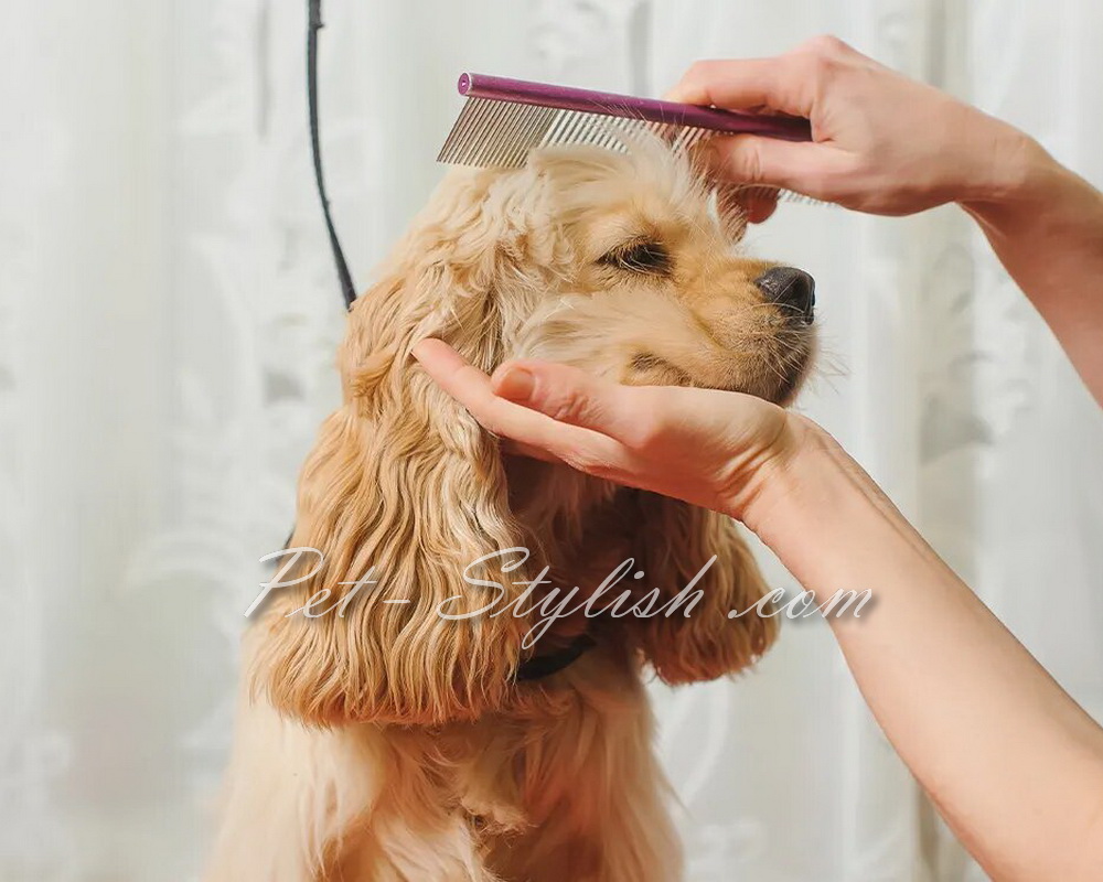 آرایشگاه حیوانات خانگی شرق تهران