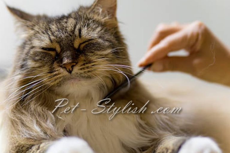 خدمات آرایش گربه