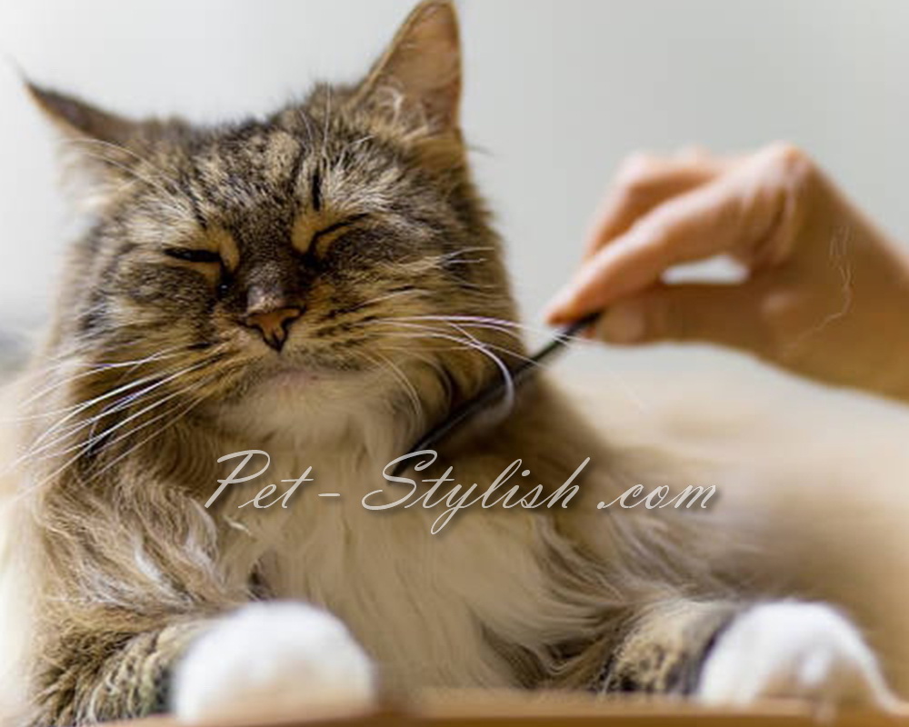 خدمات آرایش گربه