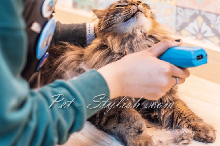 زمان مناسب آرایش گربه