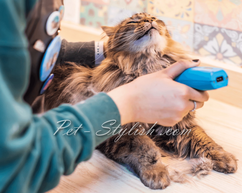 زمان مناسب آرایش گربه