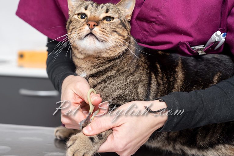 نحوه گرفتن ناخن گربه