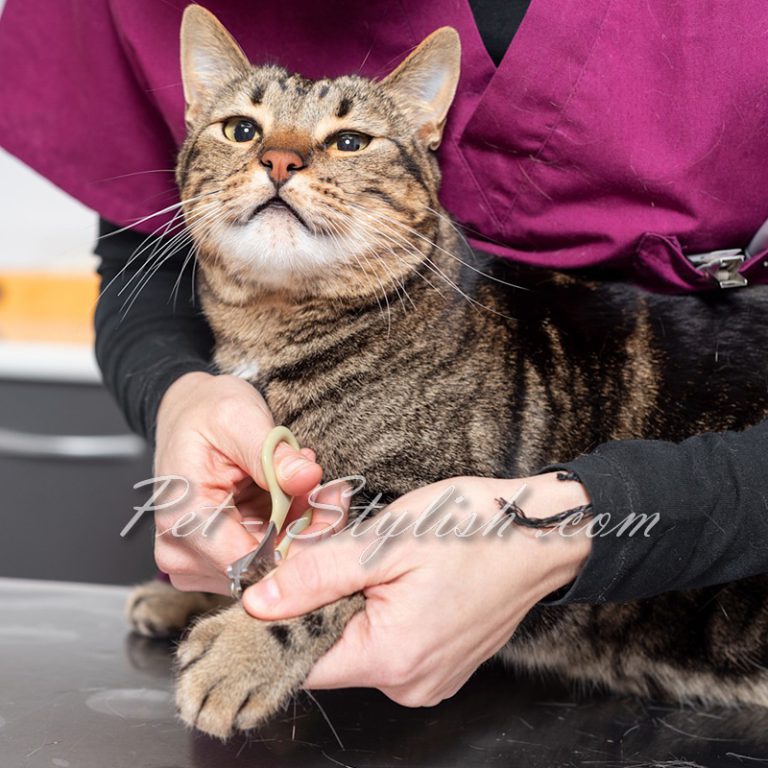 نحوه گرفتن ناخن گربه