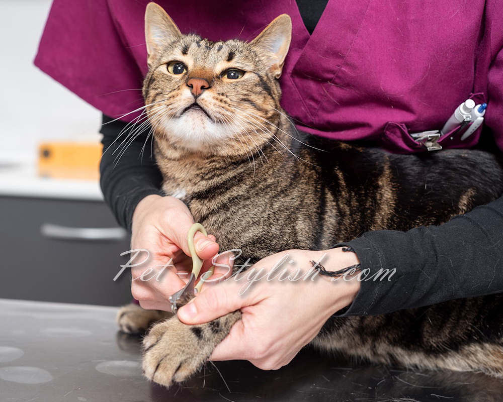 نحوه گرفتن ناخن گربه