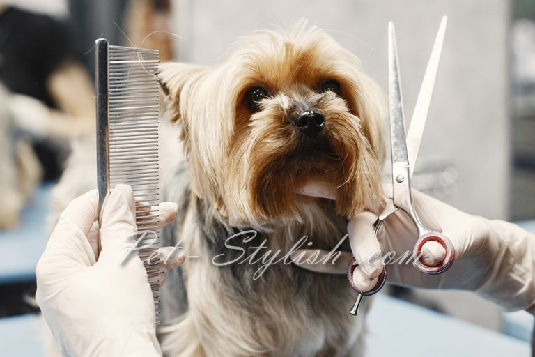 آرایش سگ تریر