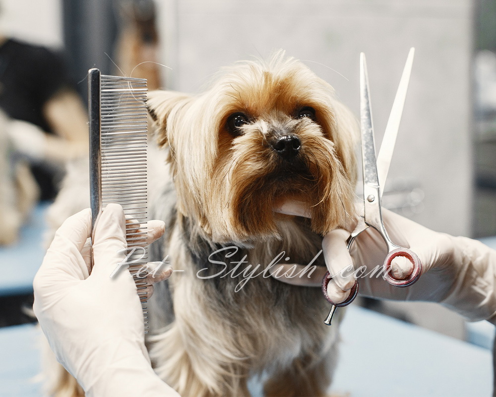 آرایش سگ تریر