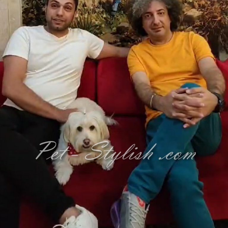 آرایش و شستشوی پت و حیوان خانگی شما مادام‌العمر رایگان !