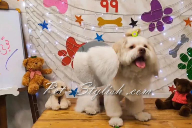 آرایش ویژه سگ در آرایشگاه حیوانات خانگی پت استایلیش