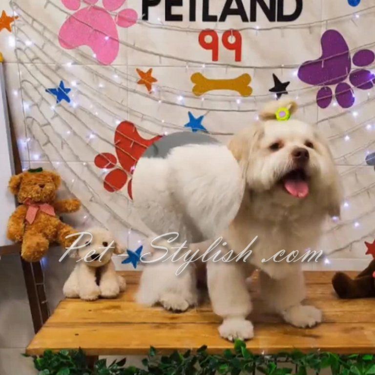 آرایش ویژه سگ در آرایشگاه حیوانات خانگی پت استایلیش