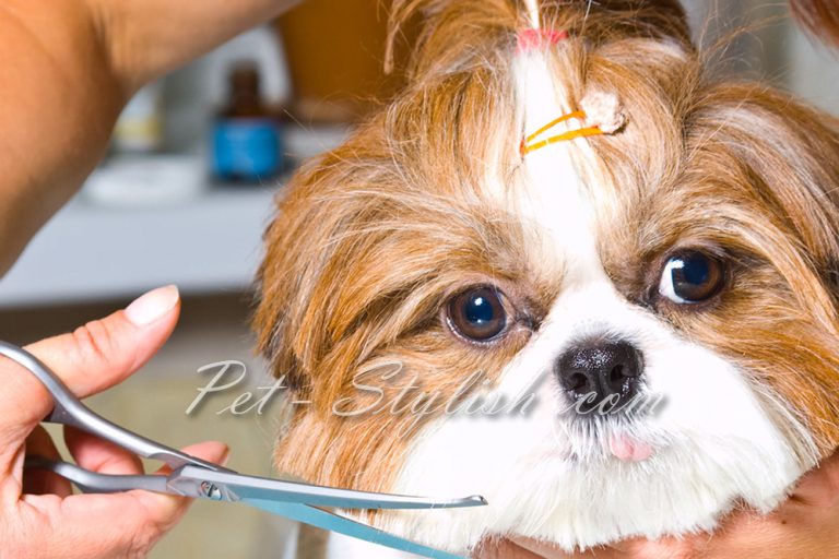 آرایشگاه حیوانات خانگی جنوب تهران