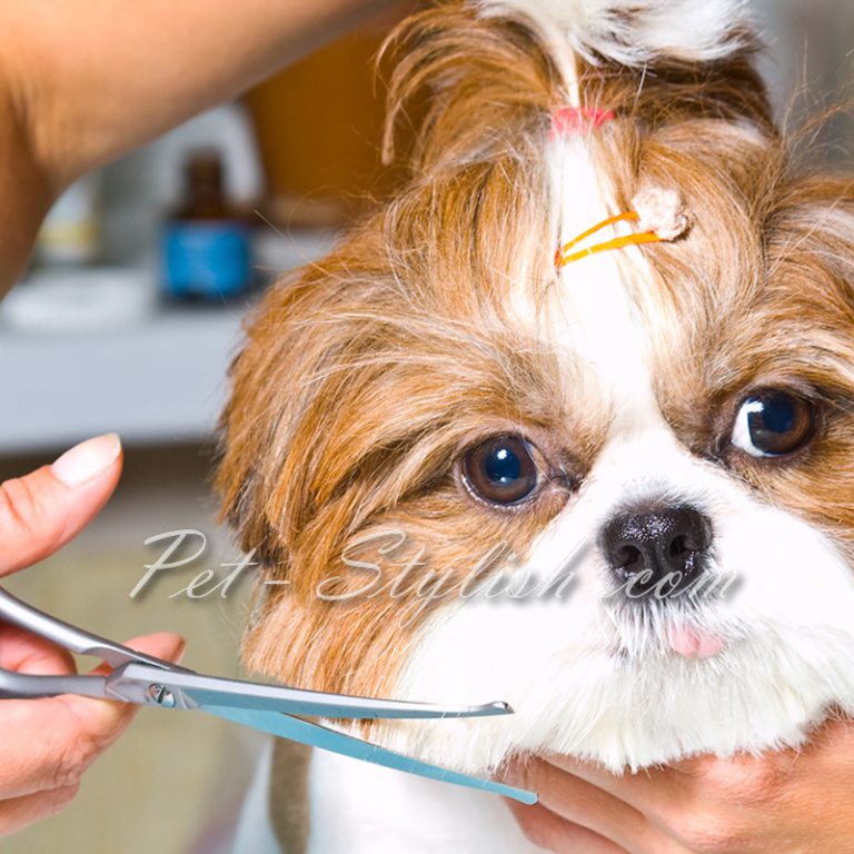 آرایشگاه حیوانات خانگی جنوب تهران