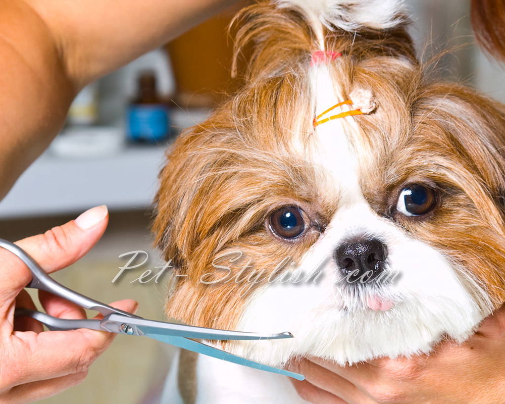 آرایشگاه حیوانات خانگی جنوب تهران