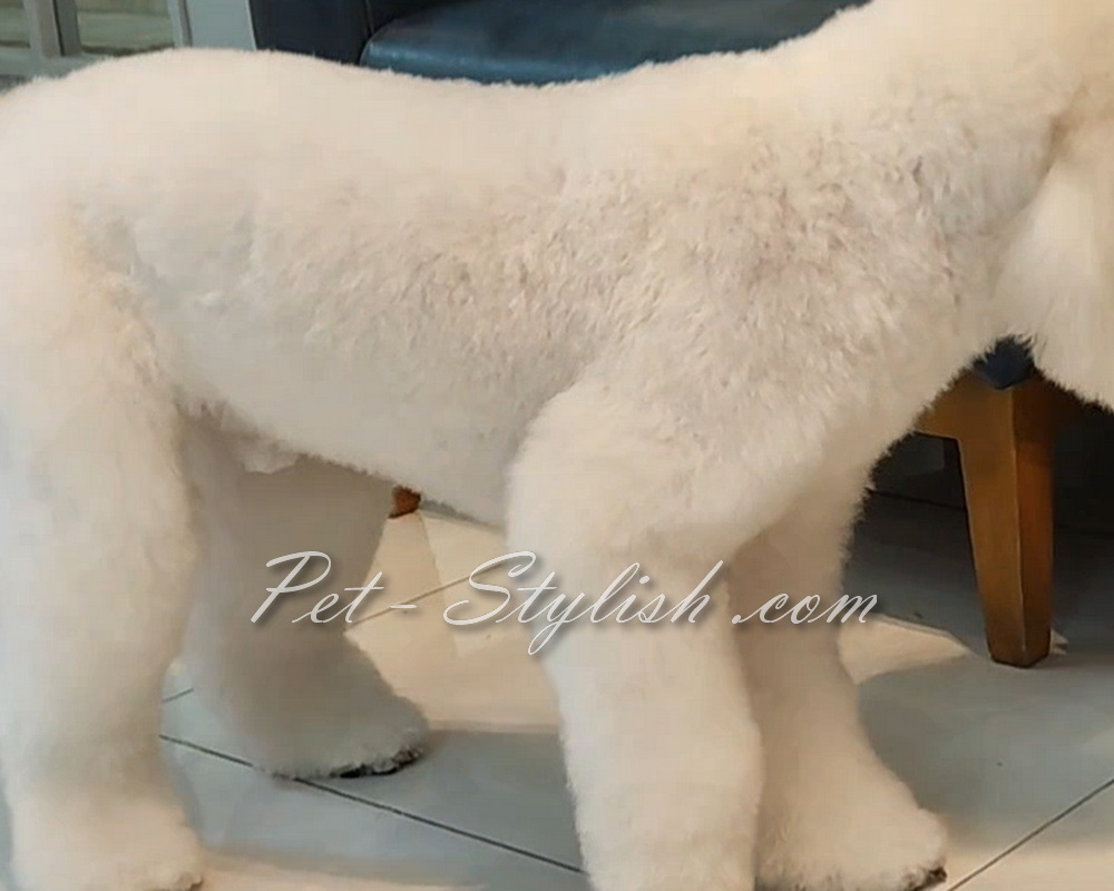 آرایش تخصصی سگ بیچون فرایز