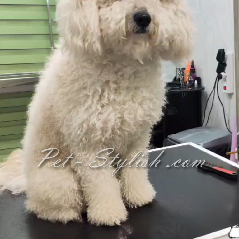 آرایش تخصصی سگ پودل