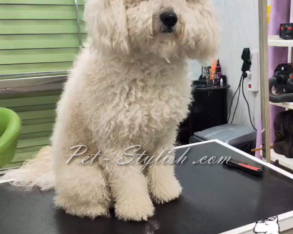 آرایش تخصصی سگ پودل