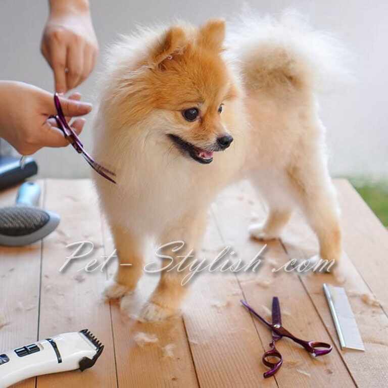 اصلاح سگ در منزل